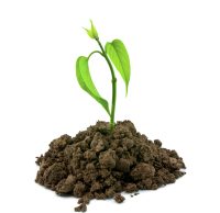 Bloom sprout from the soil isolated on white background, conservation concept